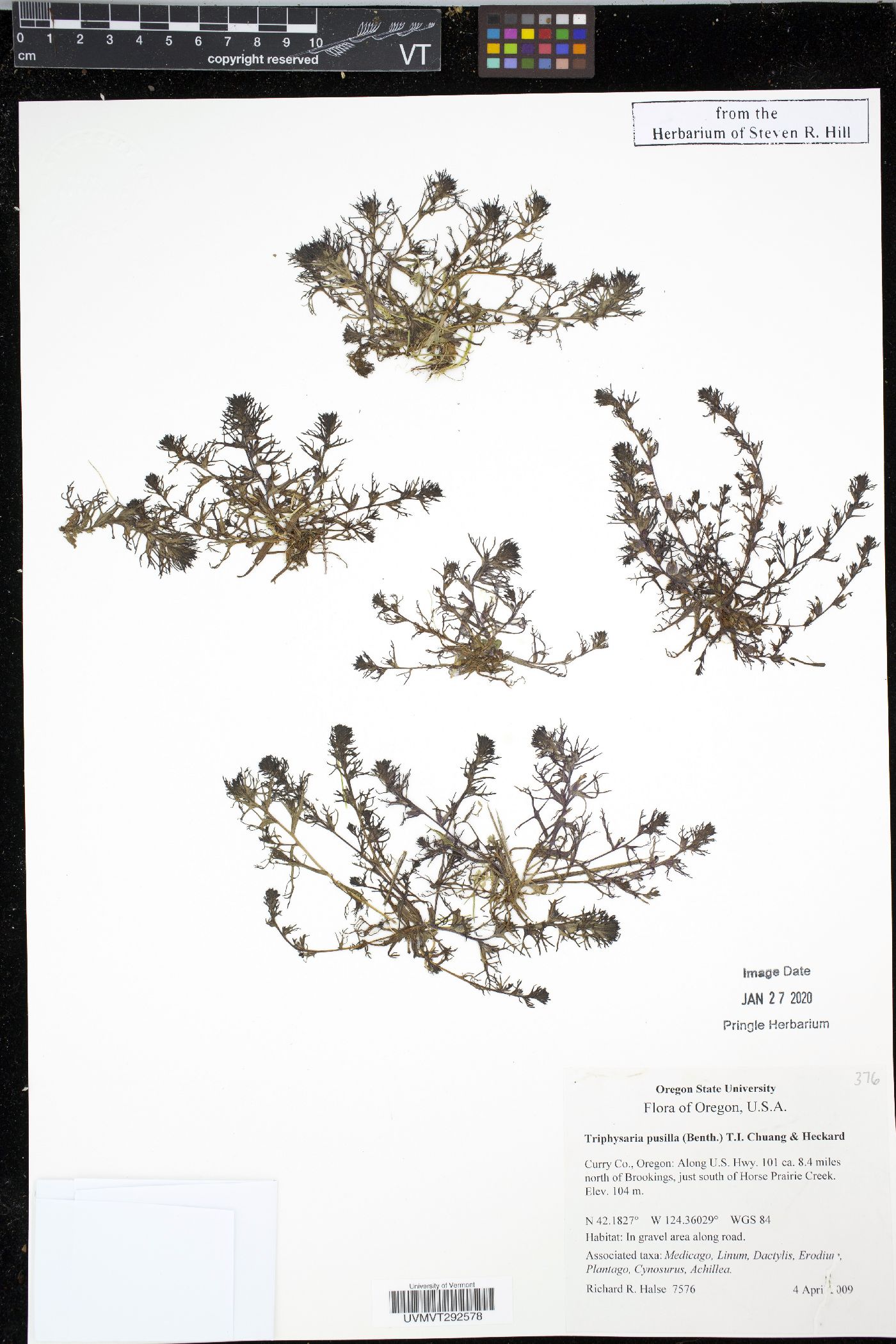 Triphysaria pusilla image