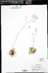 Micranthes ferruginea image