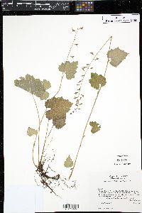 Tolmiea menziesii image