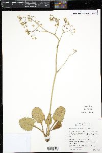 Micranthes marshallii image