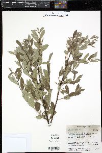 Salix lasiolepis image