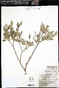 Salix glauca var. villosa image