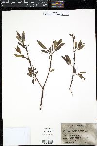 Salix lemmonii image