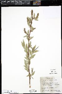 Salix lasiandra image