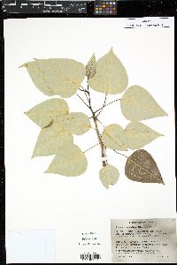 Populus trichocarpa image