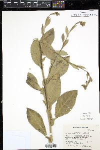 Nicotiana obtusifolia image