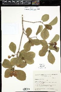 Brunfelsia australis image