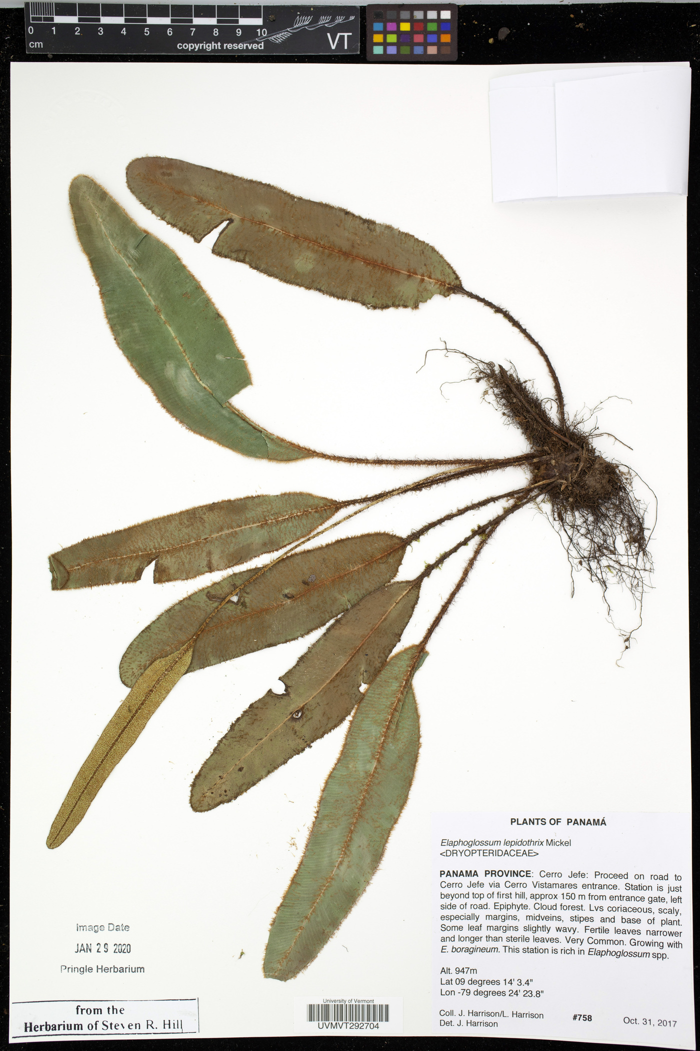 Elaphoglossum lepidothrix image