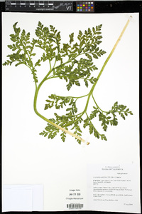 Sceptridium multifidum image