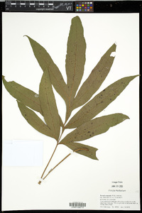 Tectaria repanda image
