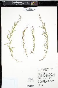 Polygala polygama var. obtusata image