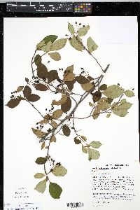 Aronia melanocarpa image