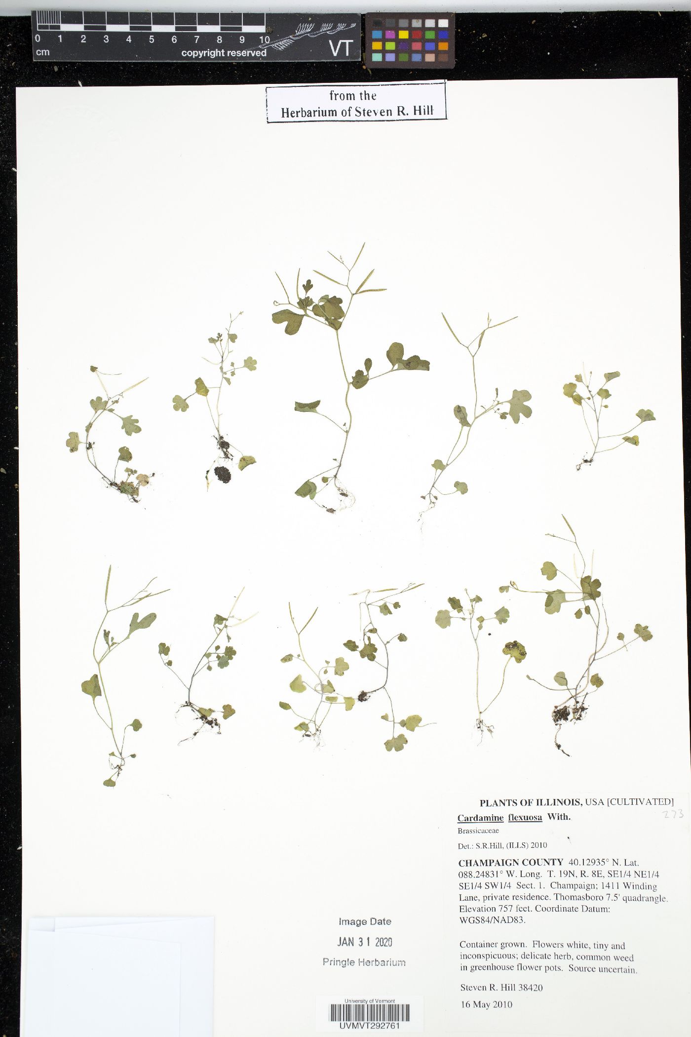 Cardamine flexuosa image