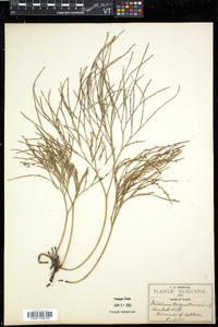 Psilotum triquetrum image