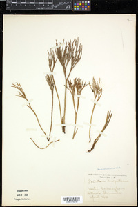 Psilotum triquetrum image