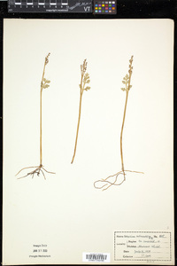 Botrychium matricariifolium image