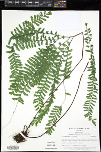 Adiantum aleuticum image