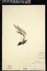 Polypodium polypodioides image