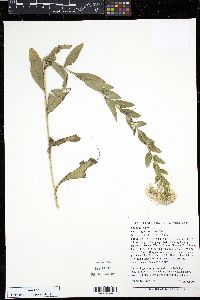 Solidago rigida var. glabrata image