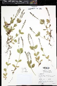 Veronica officinalis image