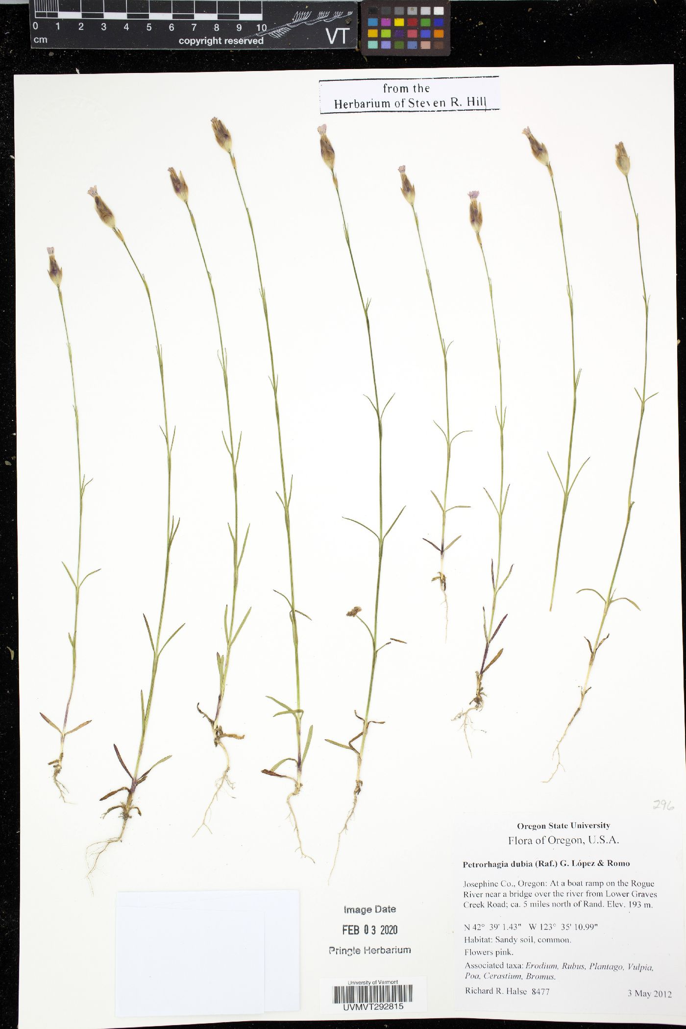 Petrorhagia dubia image