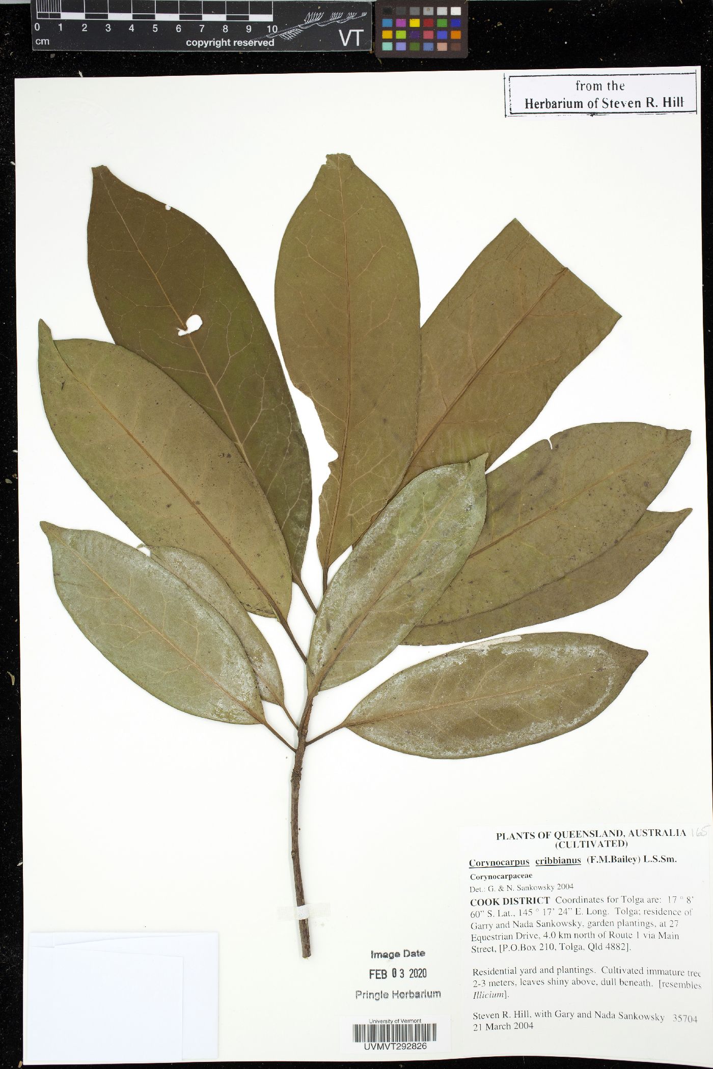 Corynocarpus cribbianus image