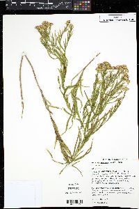 Euthamia gymnospermoides image