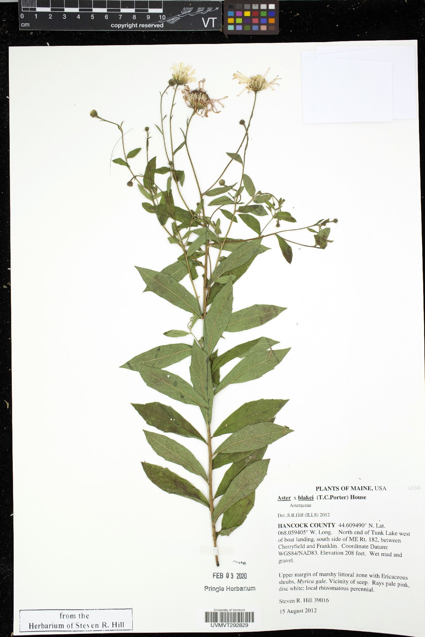 Oclemena x blakei image