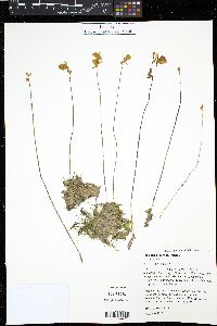 Utricularia cornuta image