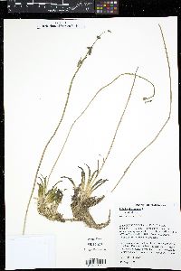 Lobelia dortmanna image