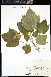 Acer spicatum image