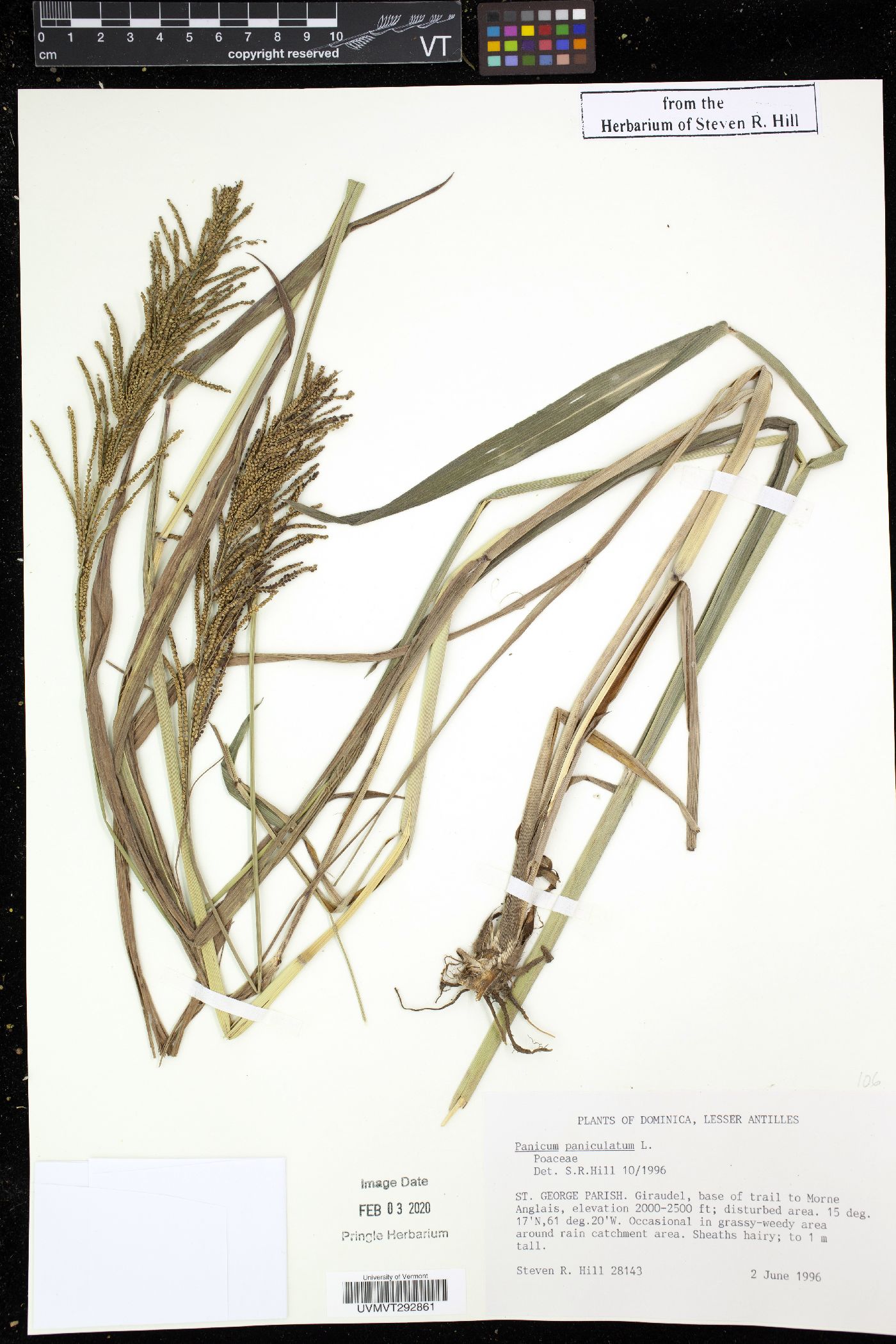 Panicum paniculatum image