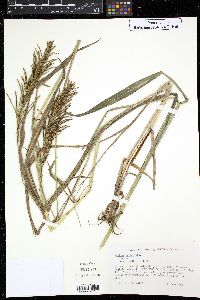 Panicum paniculatum image