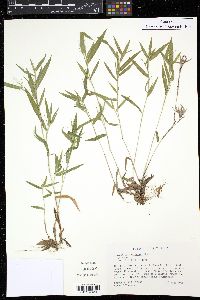 Panicum villosissimum image