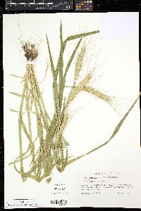 Triticum aestivum image