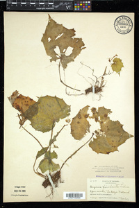 Begonia fimbriata image