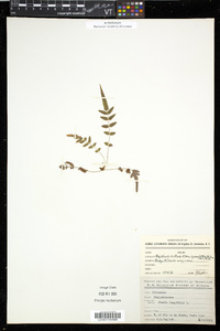 Pteris longifolia image