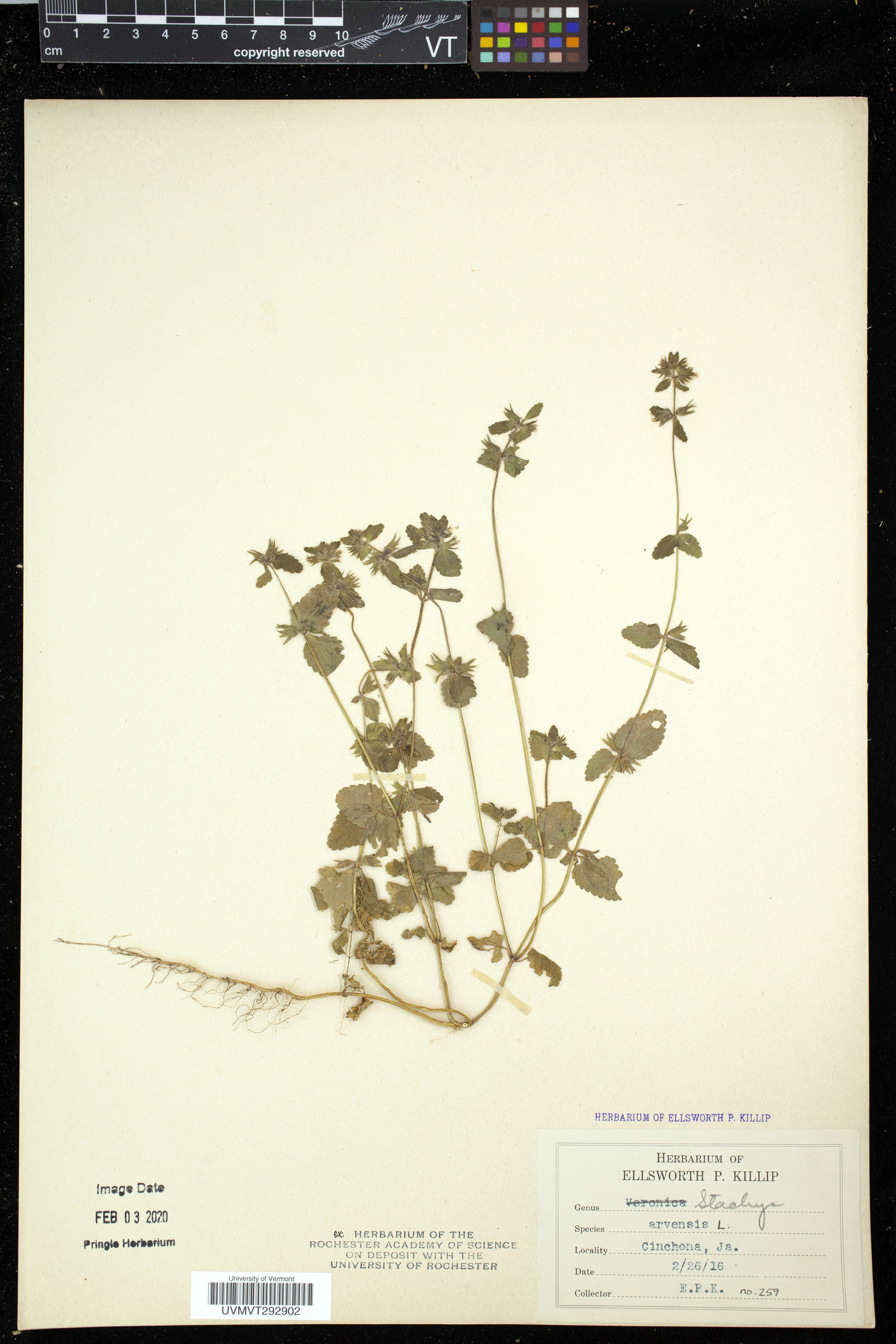 Stachys arvensis image