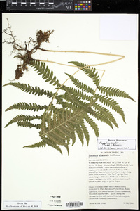 Thelypteris phegopteris image