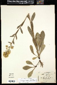 Solidago simplex image