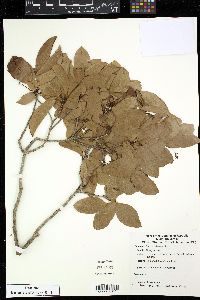 Tournefortia maculata image