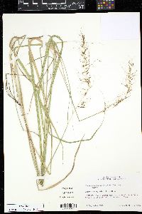 Sorghastrum elliottii image