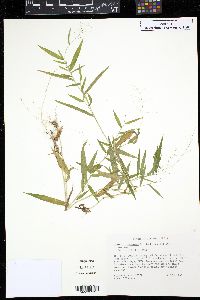 Panicum dichotomum image