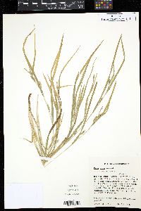 Carex grisea image