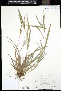 Carex glaucodea image