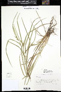 Carex grisea image