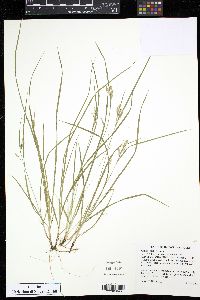 Carex garberi image