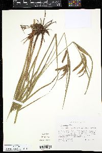 Carex gynandra image