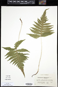 Thelypteris phegopteris image