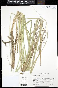 Carex hyalinolepis image